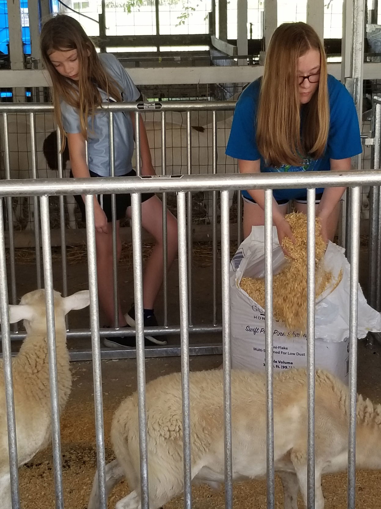 Feeding the sheep